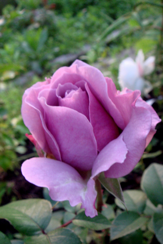 DSC08627.JPG