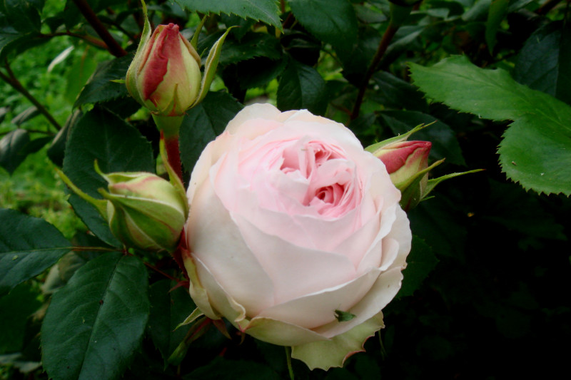 DSC08647.JPG