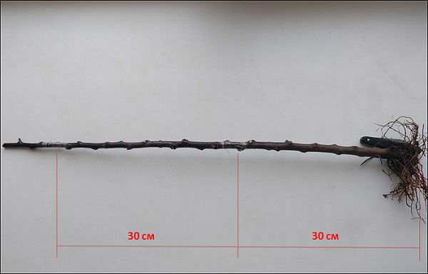 Двойная окулировка.png