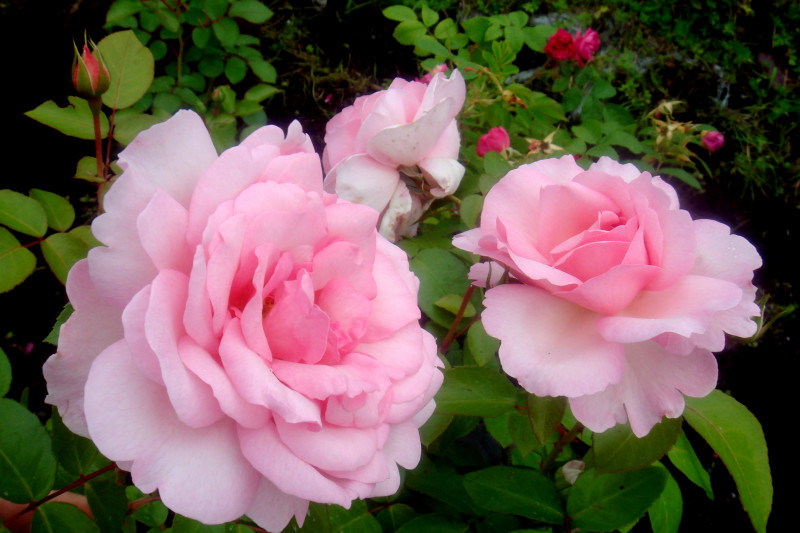 DSC03134.JPG