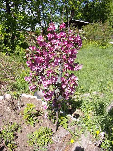 10.3. яблоня_ак_30_2_145.jpg