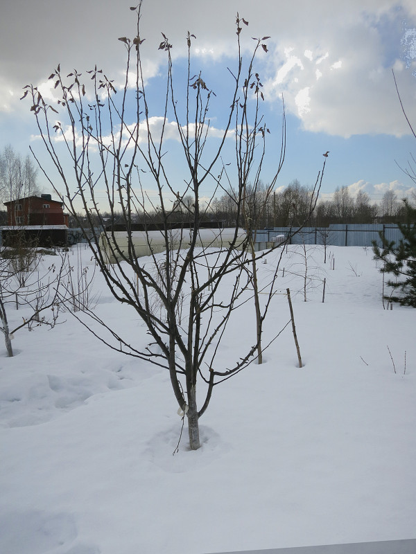 IMG_0131 имант.jpg