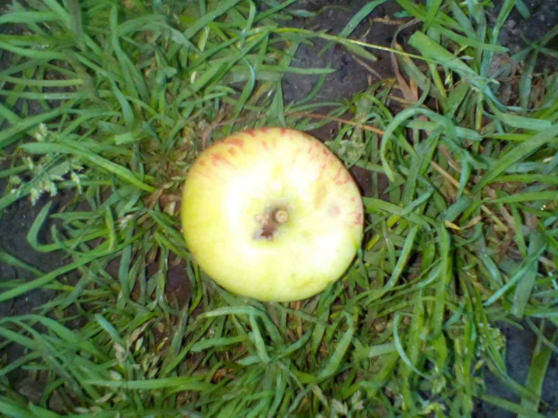 IMG_20200802_201750.jpg