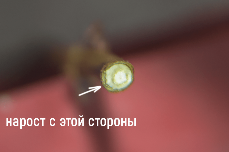 жимолость-нарост-срез-min.png