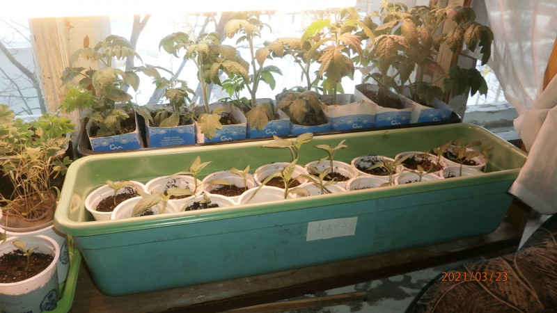 P3235500.JPG