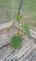 IMAG0231.jpg