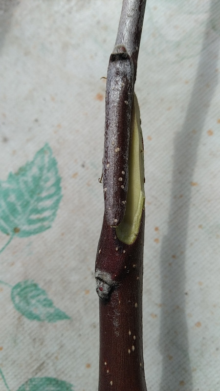 IMG-20210327-WA0021.jpeg