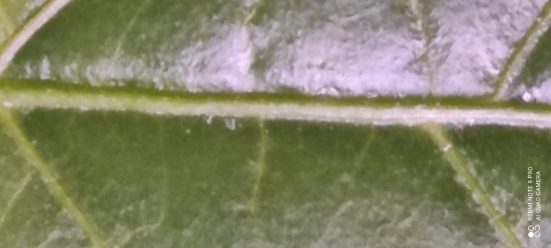 IMG_20210329_215228.jpg