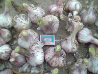 Бульбочки.jpg