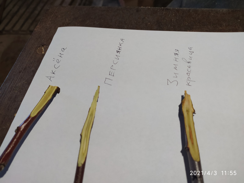 IMG_20210403_115535.jpg
