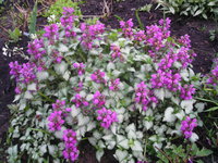 DSCN5249.JPG