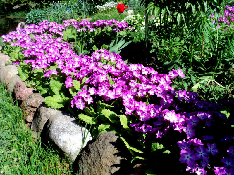 DSC07996.JPG