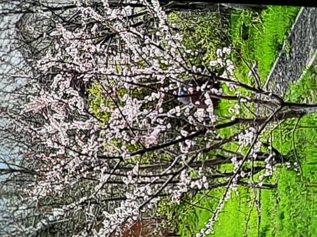 6767D08C-9BF3-4C28-9E30-AE593C31329C.jpeg