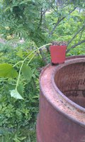 IMAG0261.jpg