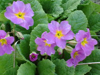 DSC00739.JPG
