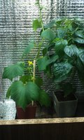IMAG0262.jpg