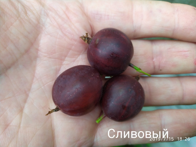 Сливовый.jpg