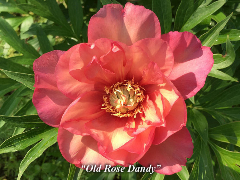 Old Rose Dandy Itoh