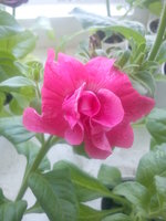 DSC01853.JPG