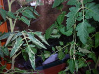 DSCN7273.JPG