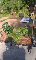 IMAG0290.jpg