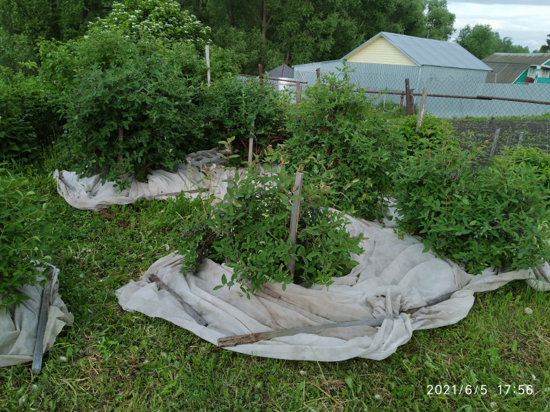 IMG_20210605_175701.jpg