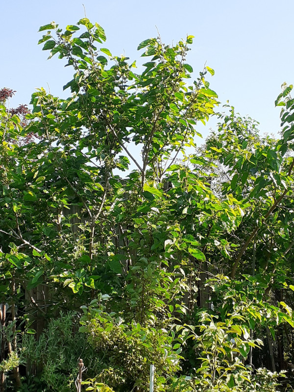 20210613_083335.jpg