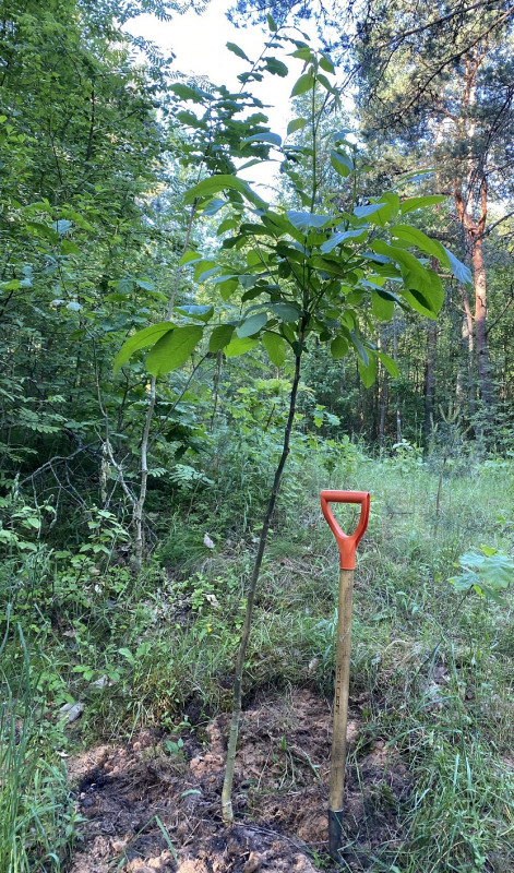 Романовка 6й орех 14.06.2021_2.jpg