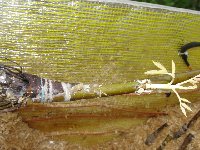 DSC07213.JPG
