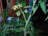 DSCN7288.JPG
