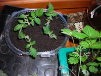 DSCN7283.JPG