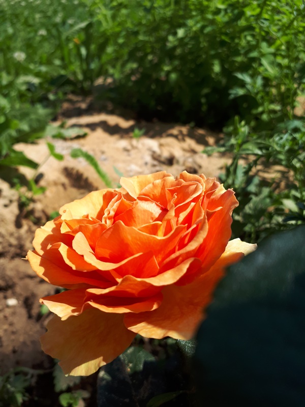 Ashram.jpg