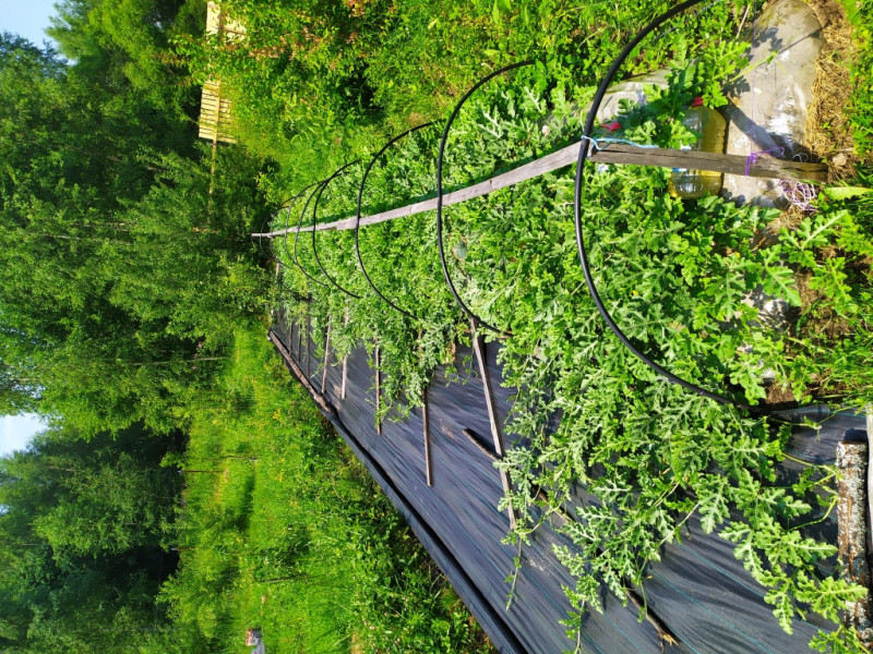Вид на арбузы 20210626.jpg