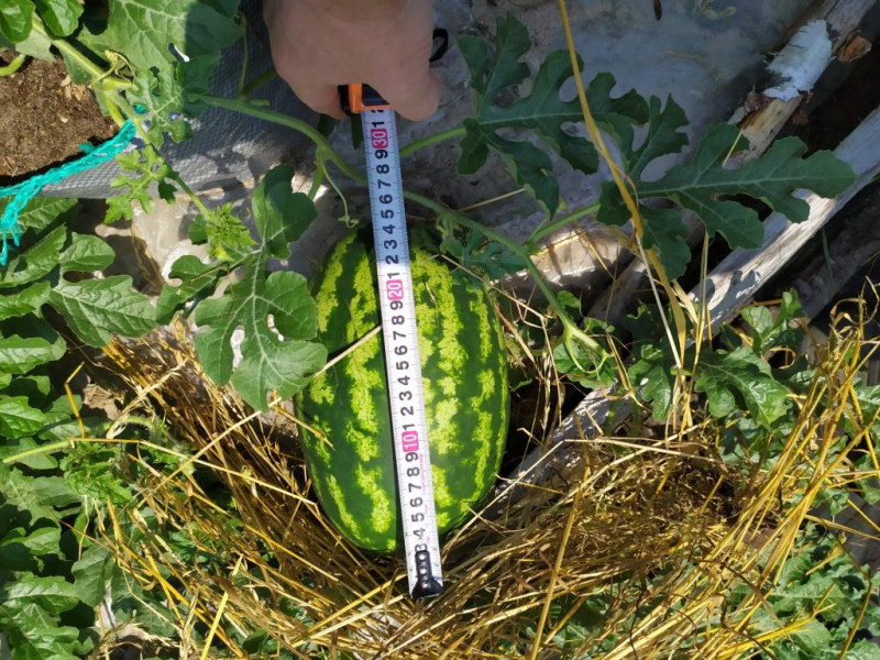 Леди 20210626.jpg