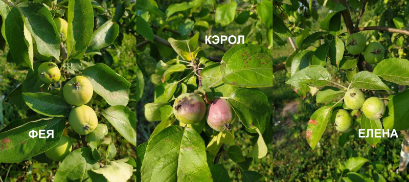 2021-06-27_Завязь.jpg