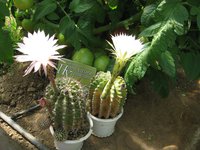 IMG_1015.jpg