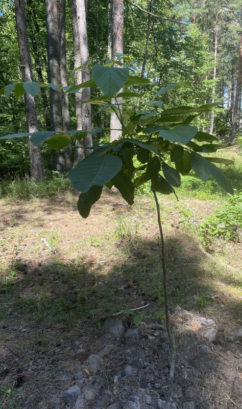 5й орех 04.07.2021.jpg