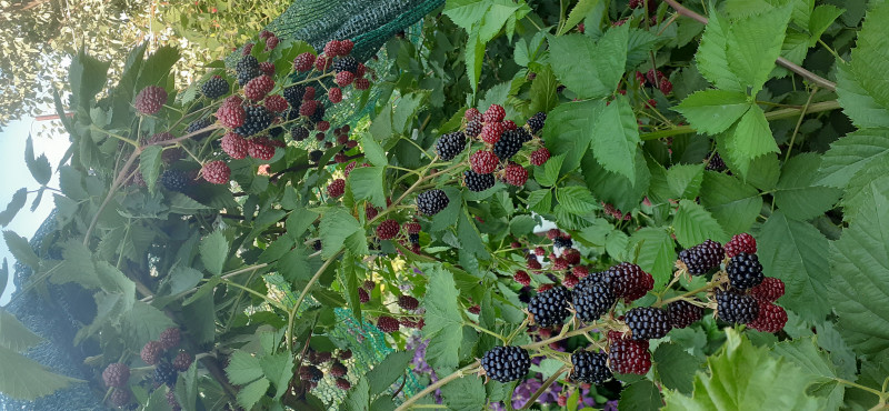 20210713_180125.jpg