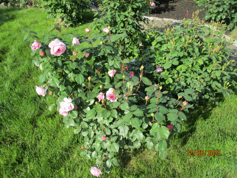 The Alnwick Rose
