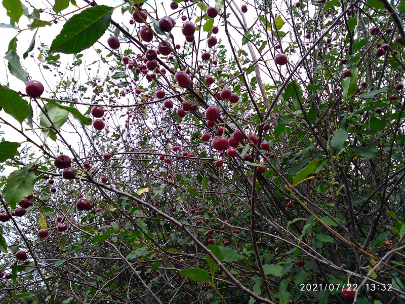 IMG_20210722_133213.jpg