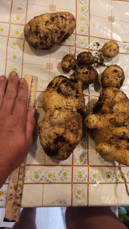 IMG-20210802-WA0028.jpeg