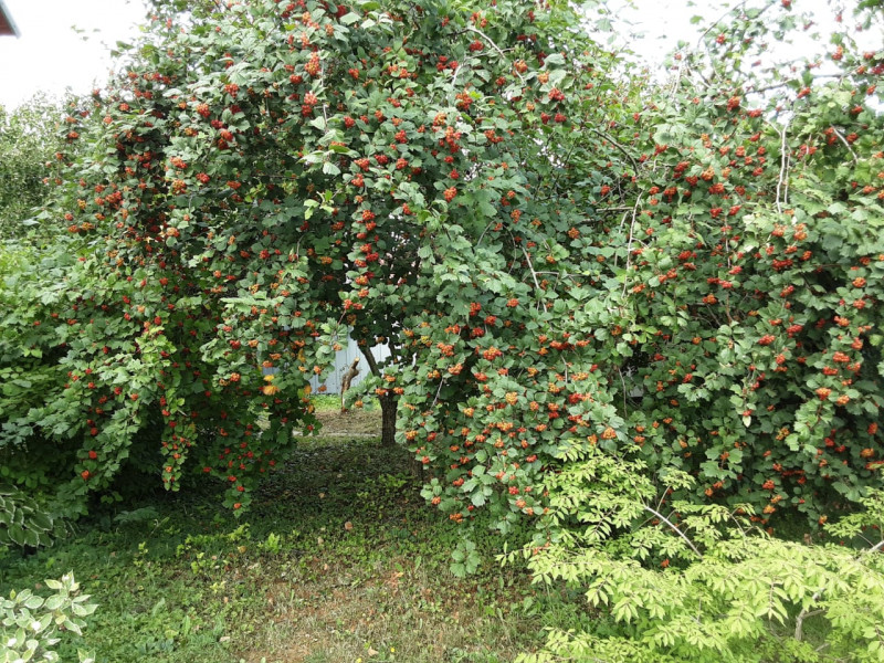 IMG-20210803-WA0002.jpg