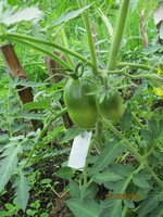 Resize of Rotation of IMG_0663.JPG