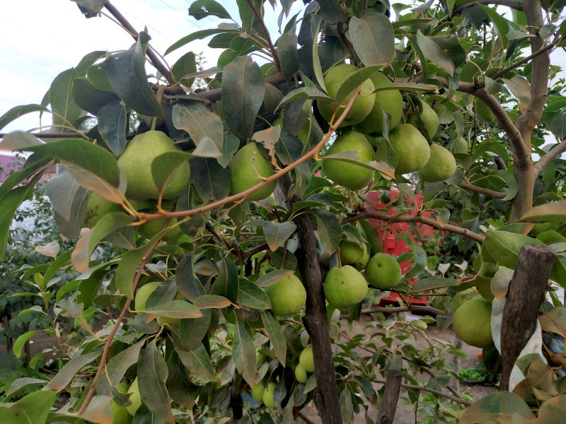 P10807-174431.jpg