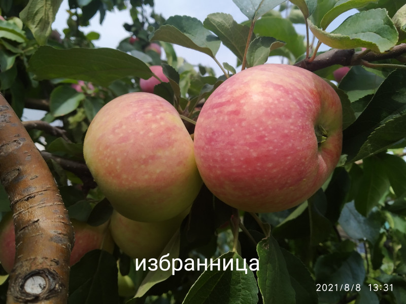 IMG_20210808_133223.jpg