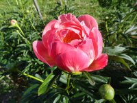 Coral Charm