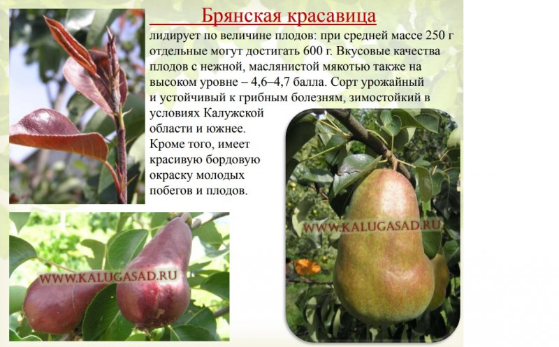 БК.jpg