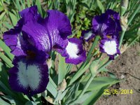 100_4099.JPG