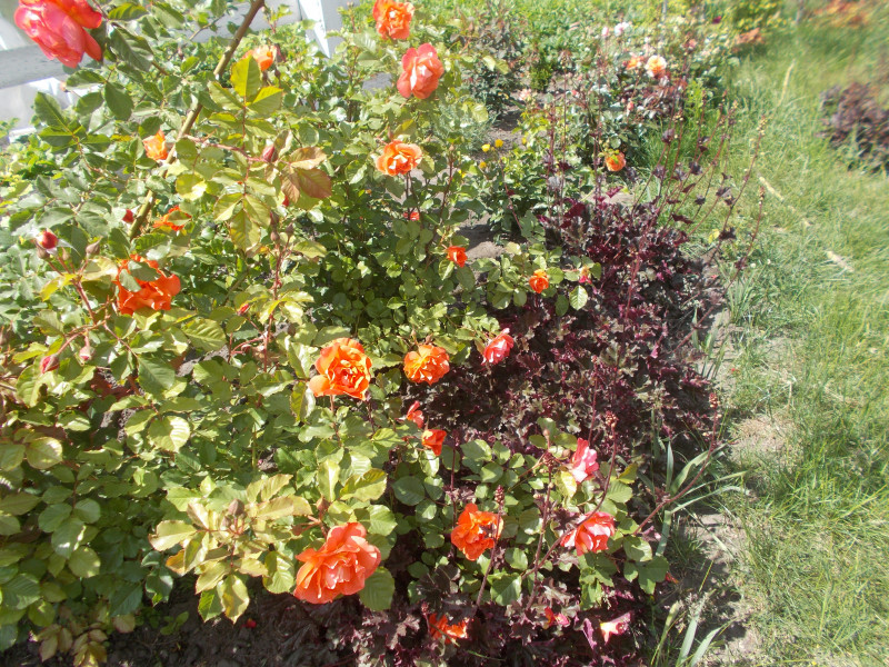 DSCN1807.JPG