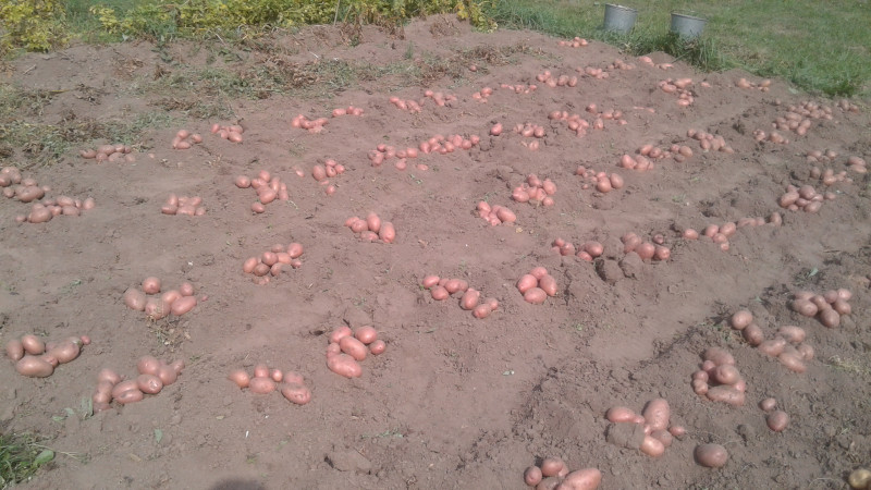 Белароза?